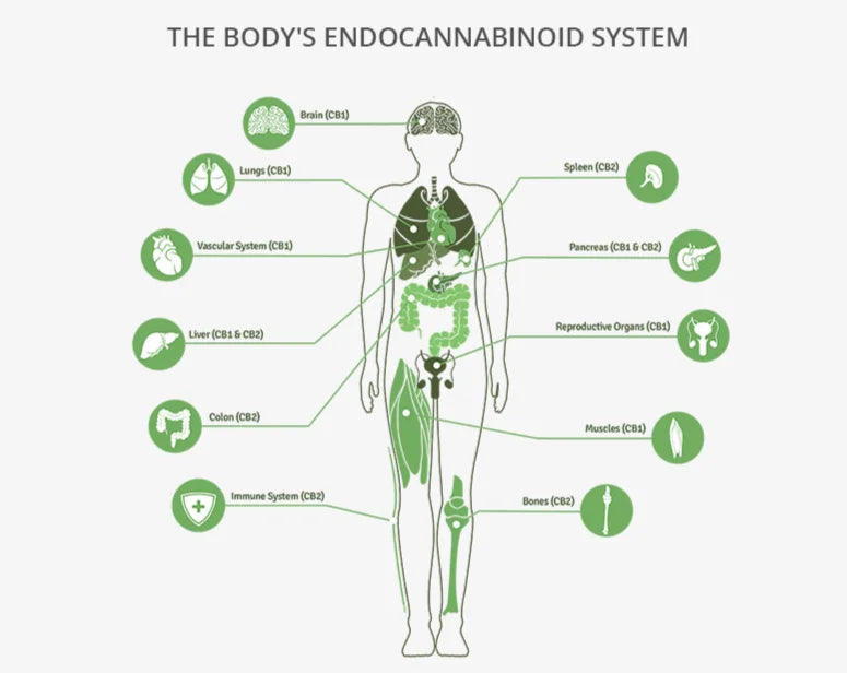 The Endo Cannabinoid System