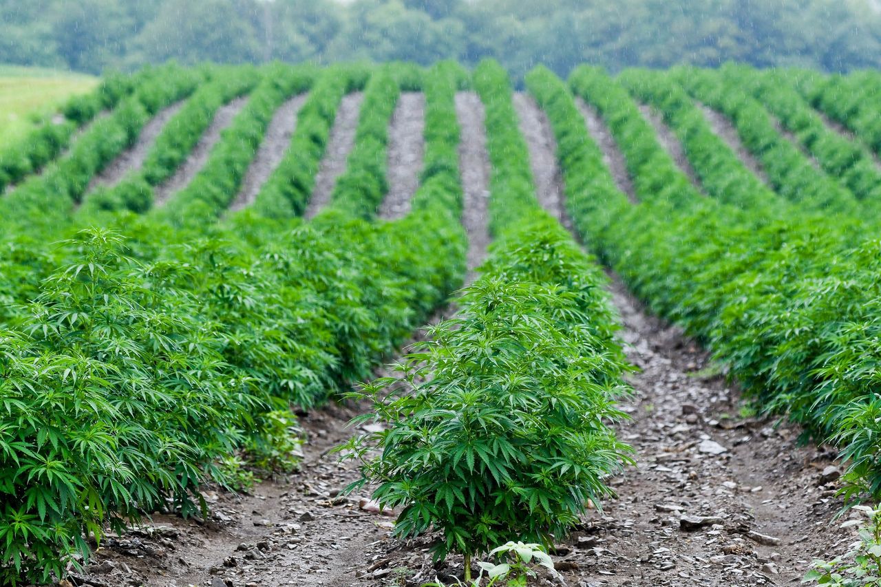 The Farm Bill