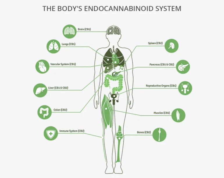 Understanding the Endo Cannabinoid System and How Full-Spectrum Cannabinoids Support It