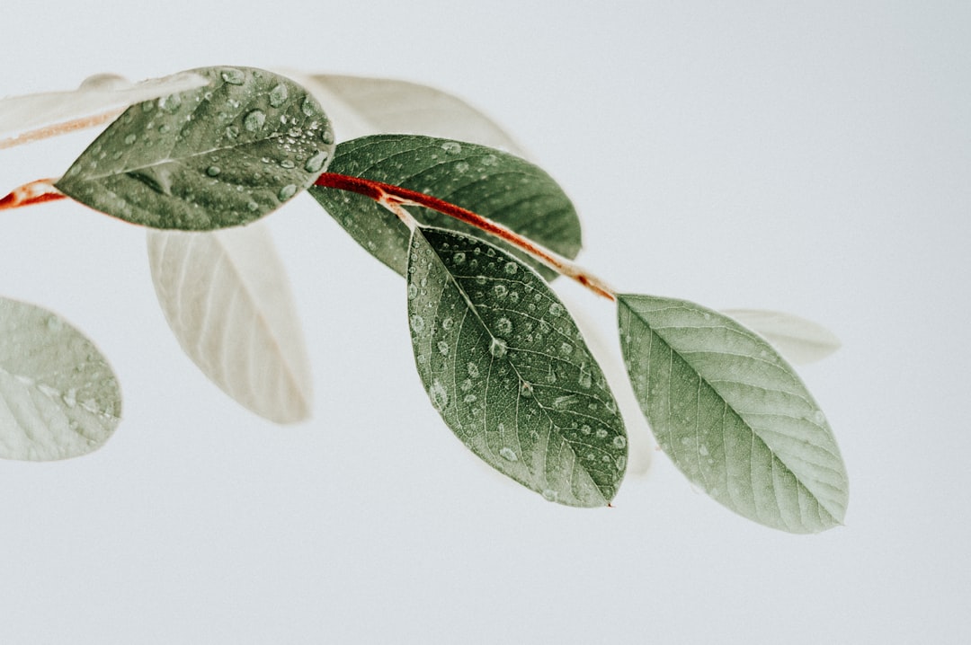 Close-up of a hemp plant's green leaves in natural sunlight, symbolizing clean plant-based wellness ingredients.